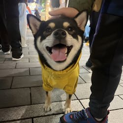 狗狗連身式透氣雨衣 -晨曦黃(台灣限定款)