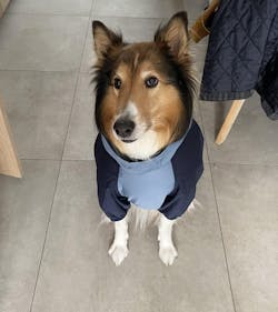 Dog Breathable Raincoat With Legs - Midnight