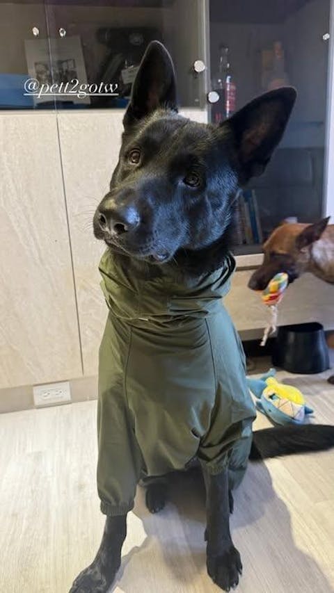 狗狗連身式極輕風衣 -深綠色(台灣出貨)