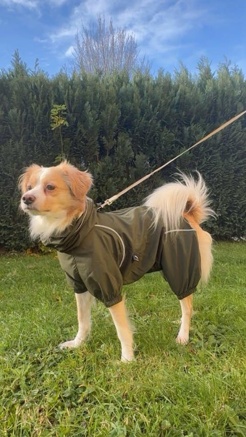 Dog Lightweight Windbreaker-Dog Outdoor Jacket-Dark Olive[USA]