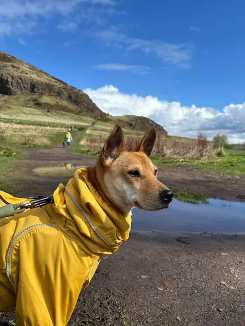 Dog Breathable Raincoat With Legs -Golden Dawn (USA)