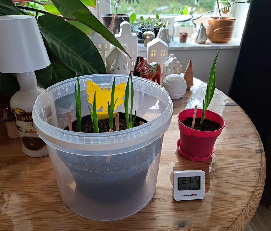 elefantenfu balkon Beaucarnea Nolina recurvata