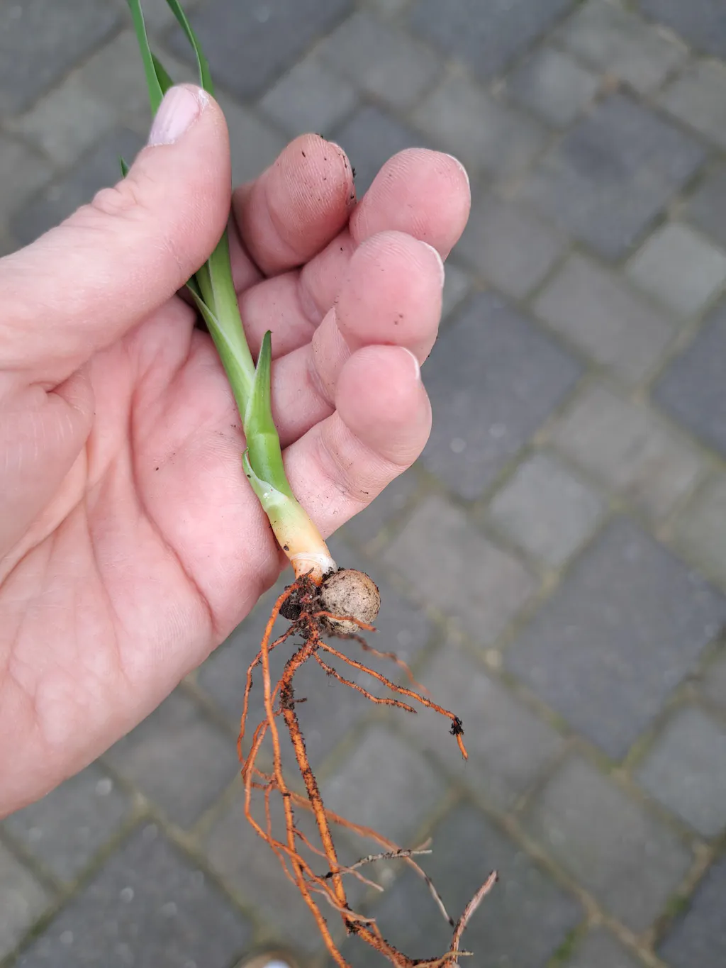 Frische Drachenbaum Samen kaufen (Geprfte Keimquote)  Pflanzpaket