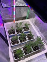 Specialty Genetics Bundle