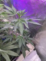 Tropicana Cherries Clone - Relentless Genetics