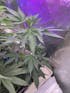 Tropicana Cherries Clone - Relentless Genetics