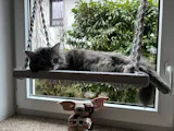 Phinias Fensterliege - Katzenliege Fensterplatz mit Fensterhaken