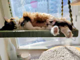 Katzen Fensterliege XXL - Phinias Katzenliege Fensterplatz mit Fensterhaken - Für Großkatzen wie Main-Coone, Norwegische Waldkatzen