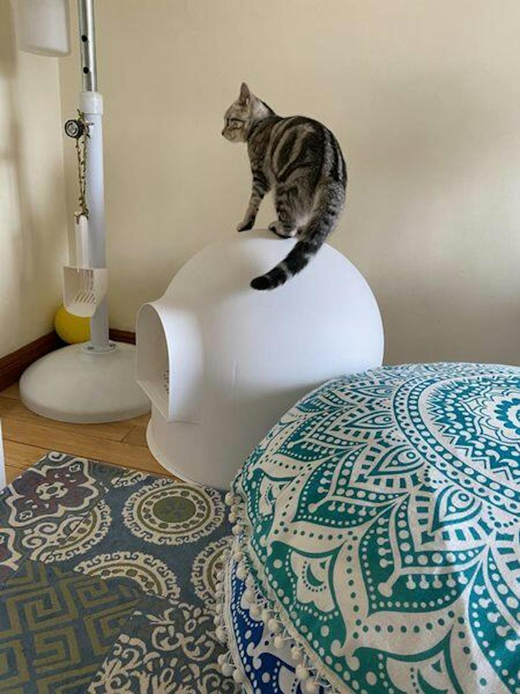 Igloo Cat Litter Box pidan