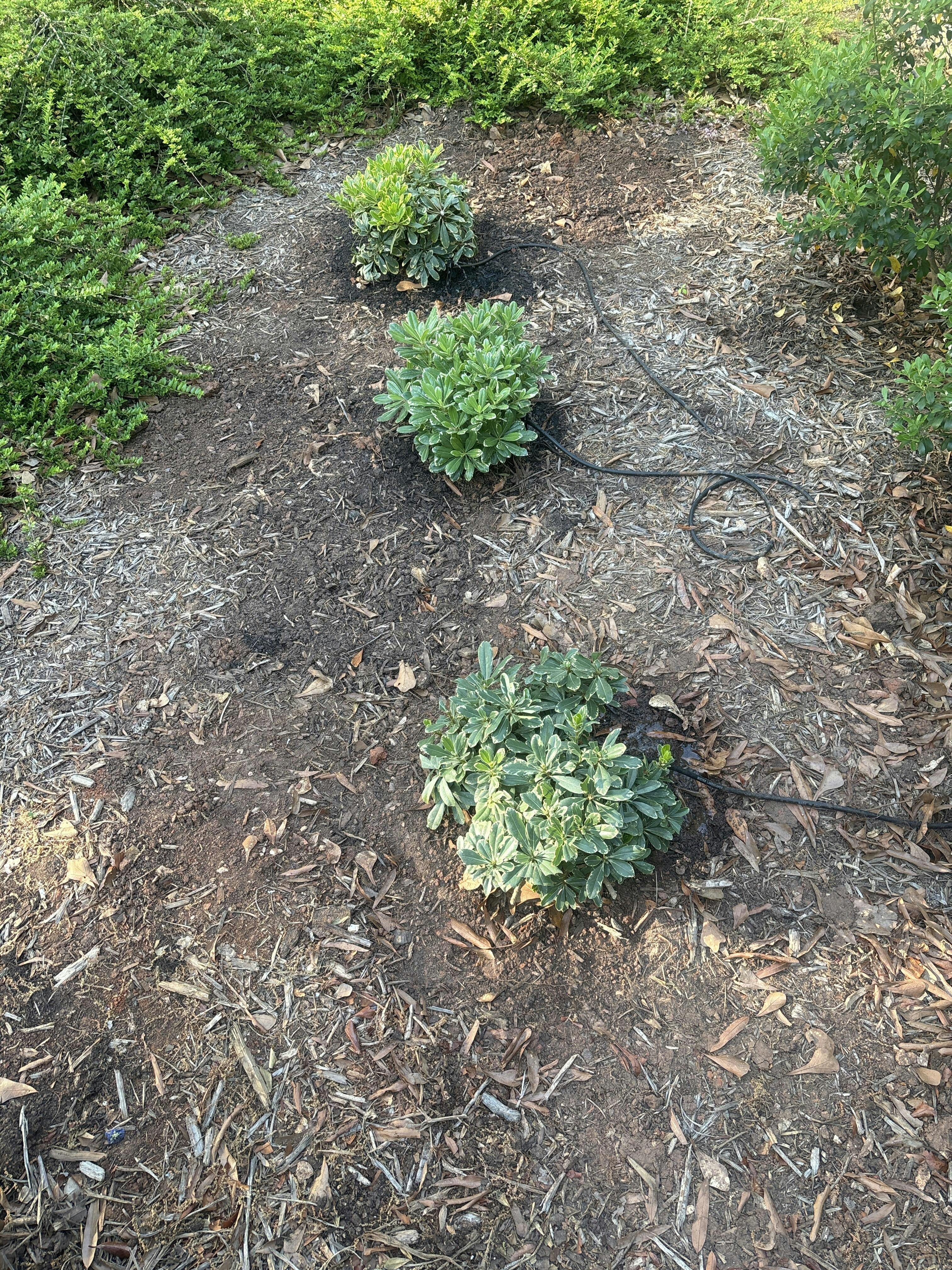 Cream De Mint™ Dwarf Pittosporum - Monrovia – Pike Nursery