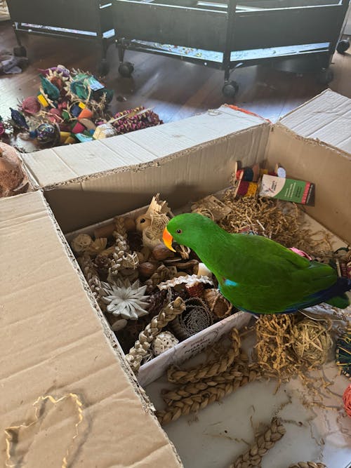 Large Parrot Ripper Subscription Box