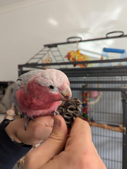 Birdnerd Nutty Forage Mix