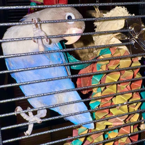 Small Parrot Ripper Subscription Box