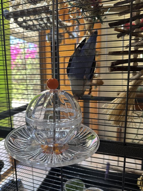 No-Mess Foraging Sphere