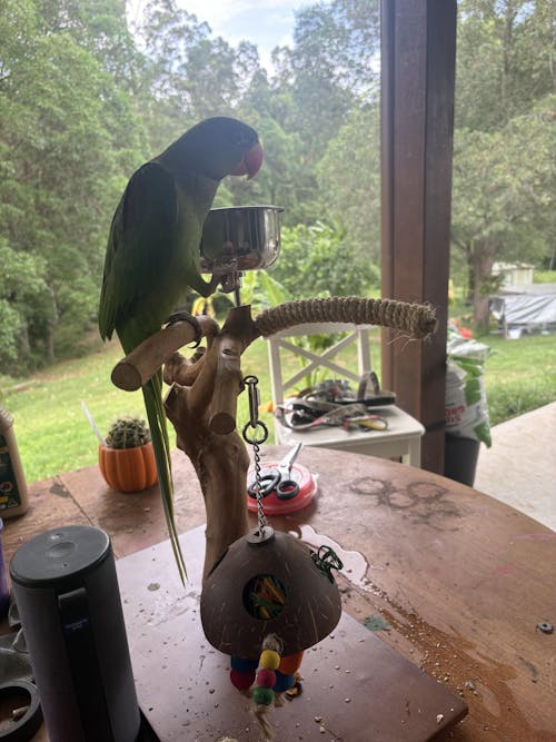 Java Tabletop Parrot Play Gym - 604