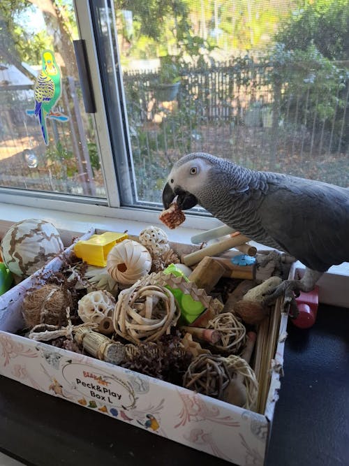 Beak Joy Peck n Play Forage Box