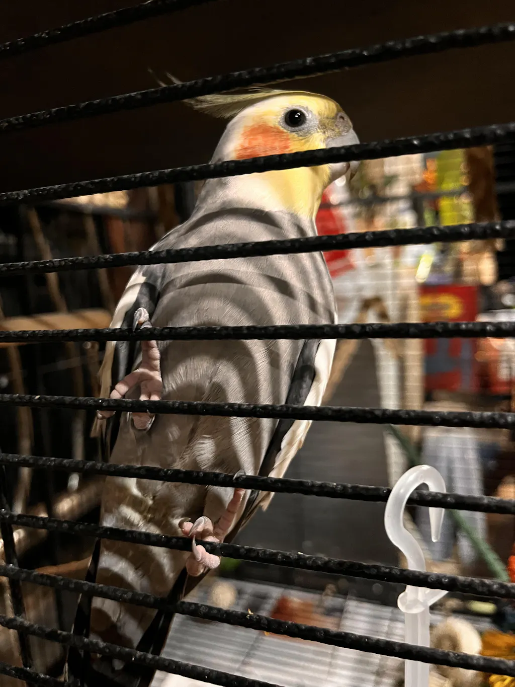 Beak Joy Peck n Play Forage Box