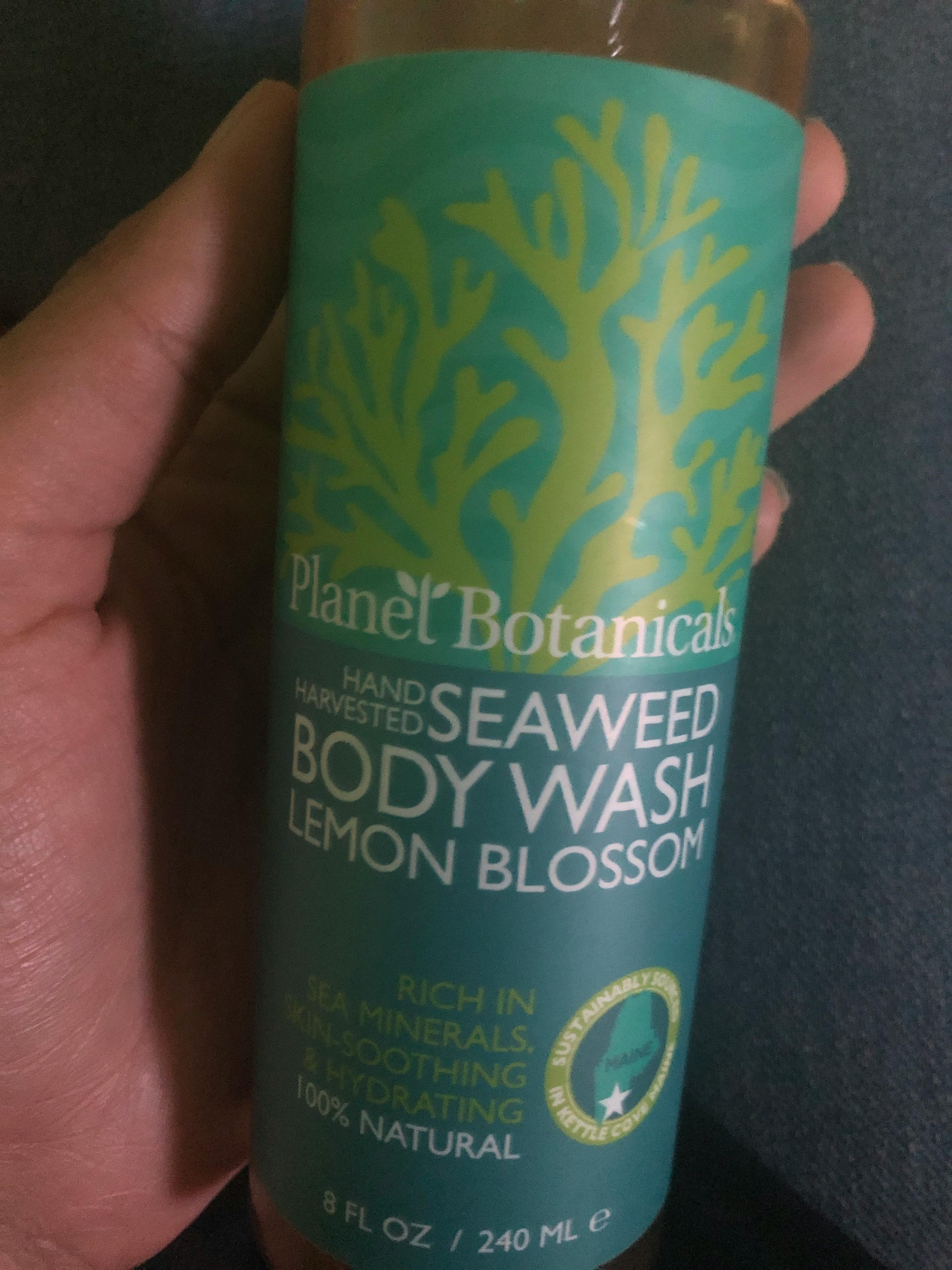 Seaweed Dream Cream - Calming Lavender – Planet Botanicals