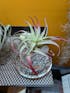 Tillandsia Brachycaulos Enhanced