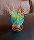 Tillandsia Harrisii Burgundy Enhanced