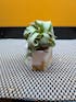 Tillandsia Streptophylla Ultra Curly