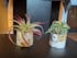Black & gold marbled hydrostone airplant pots
