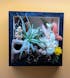 Airplant Landscape Frames - Coral Colours