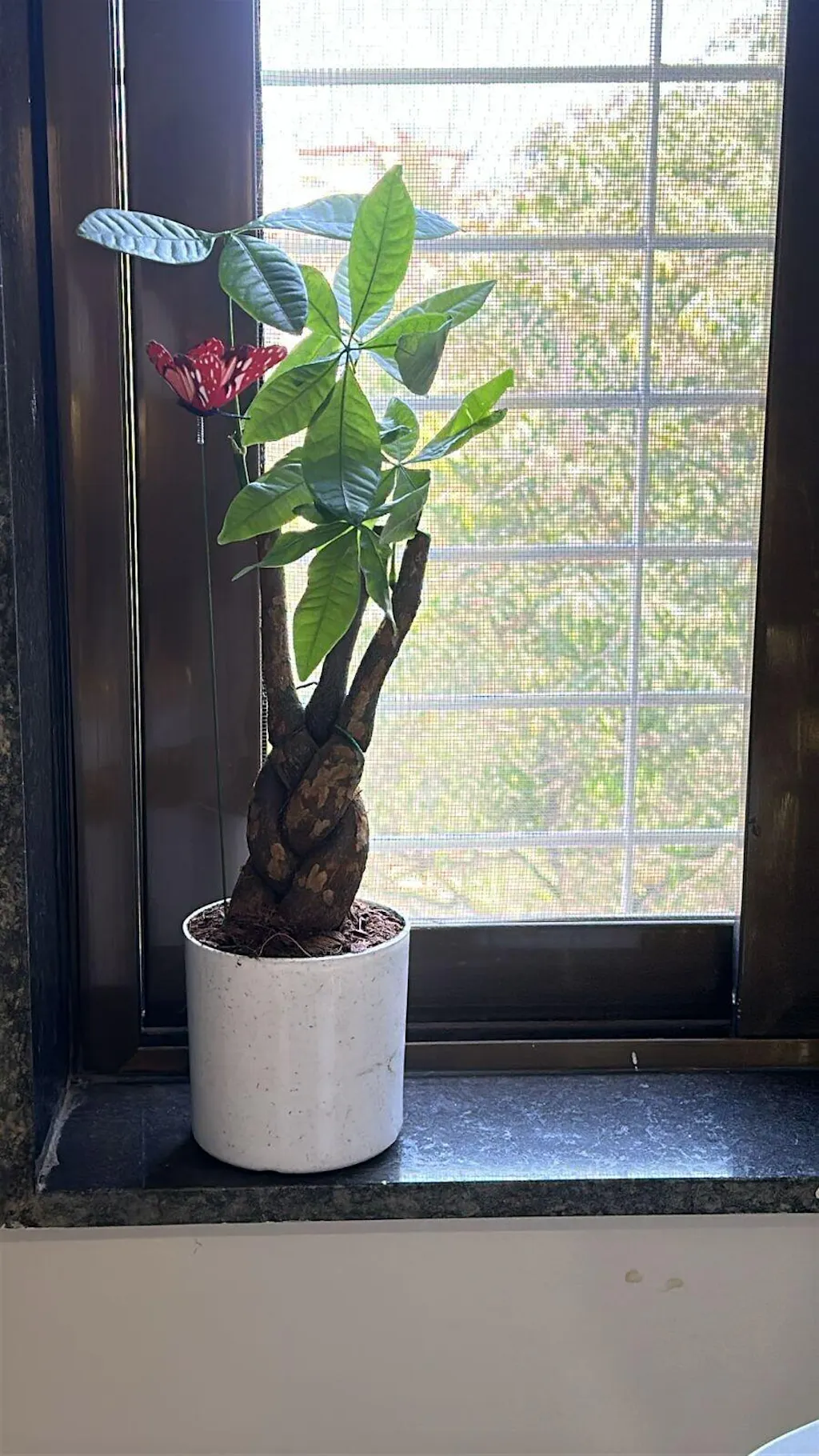 Pachira Money Tree Plant | Lucky Indoor Money Plant For Home And Office   Plant Store