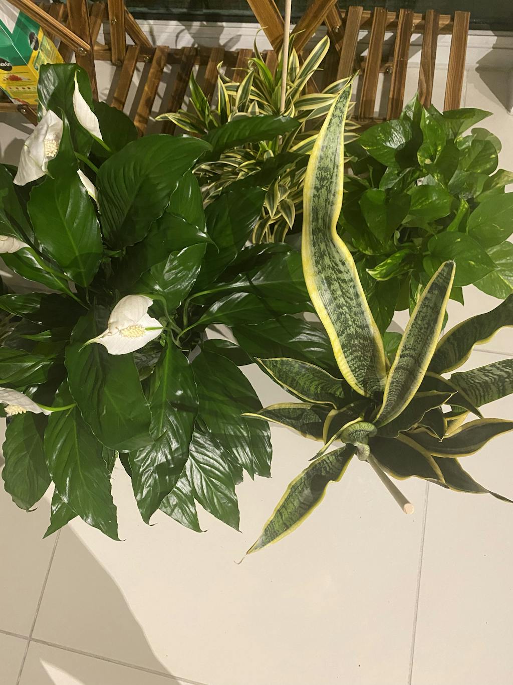 Air Purifying Variety Bundle