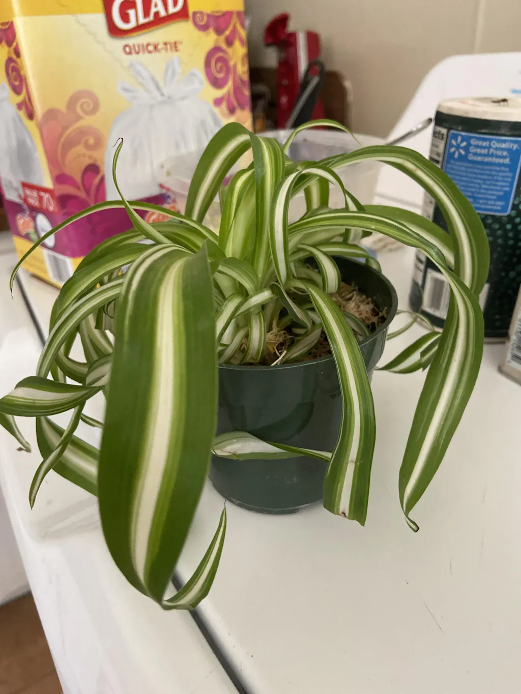 Buy Hawaiian Spider Plant | Rare Compact Spider Plant