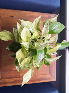 philodendron strawberry shake Philodendron strawberry shake – Beforeplant