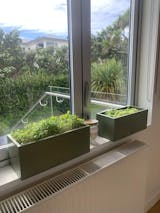 bench top baby | leafy green