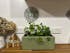 bench top baby | leafy green