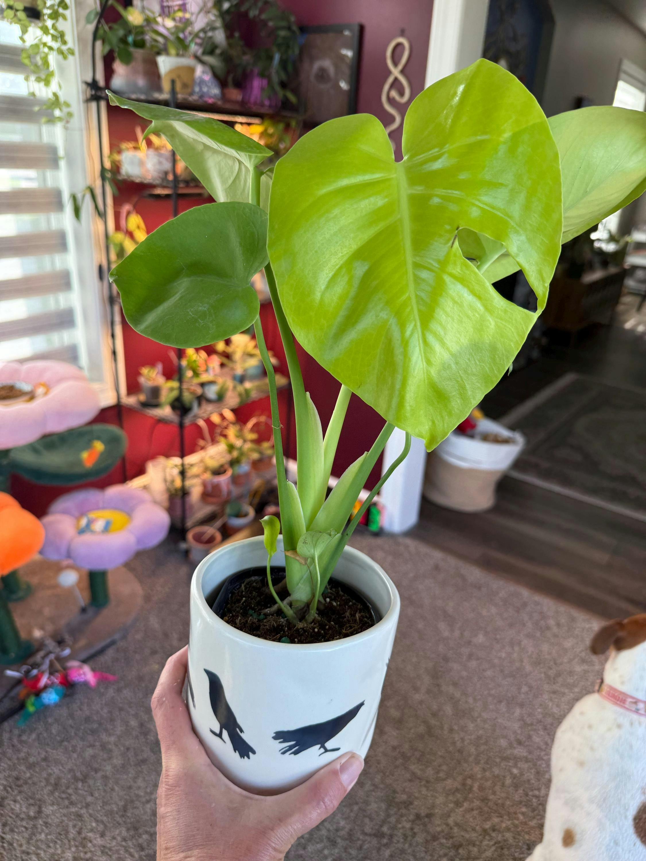 Monstera Lemon Lime – Plantamani Plants