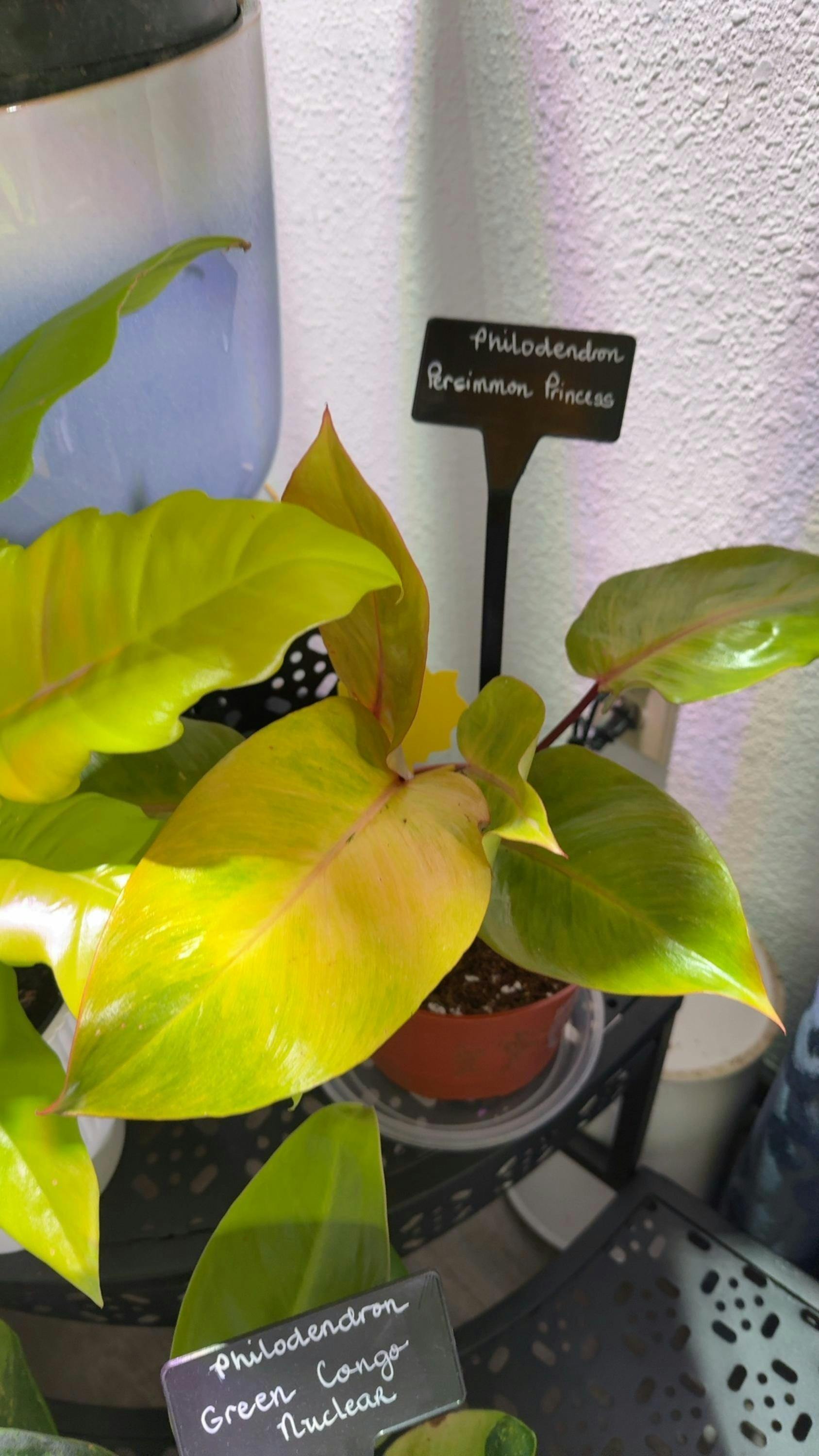 Philodendron Persimmon Princess – Plantamani Plants