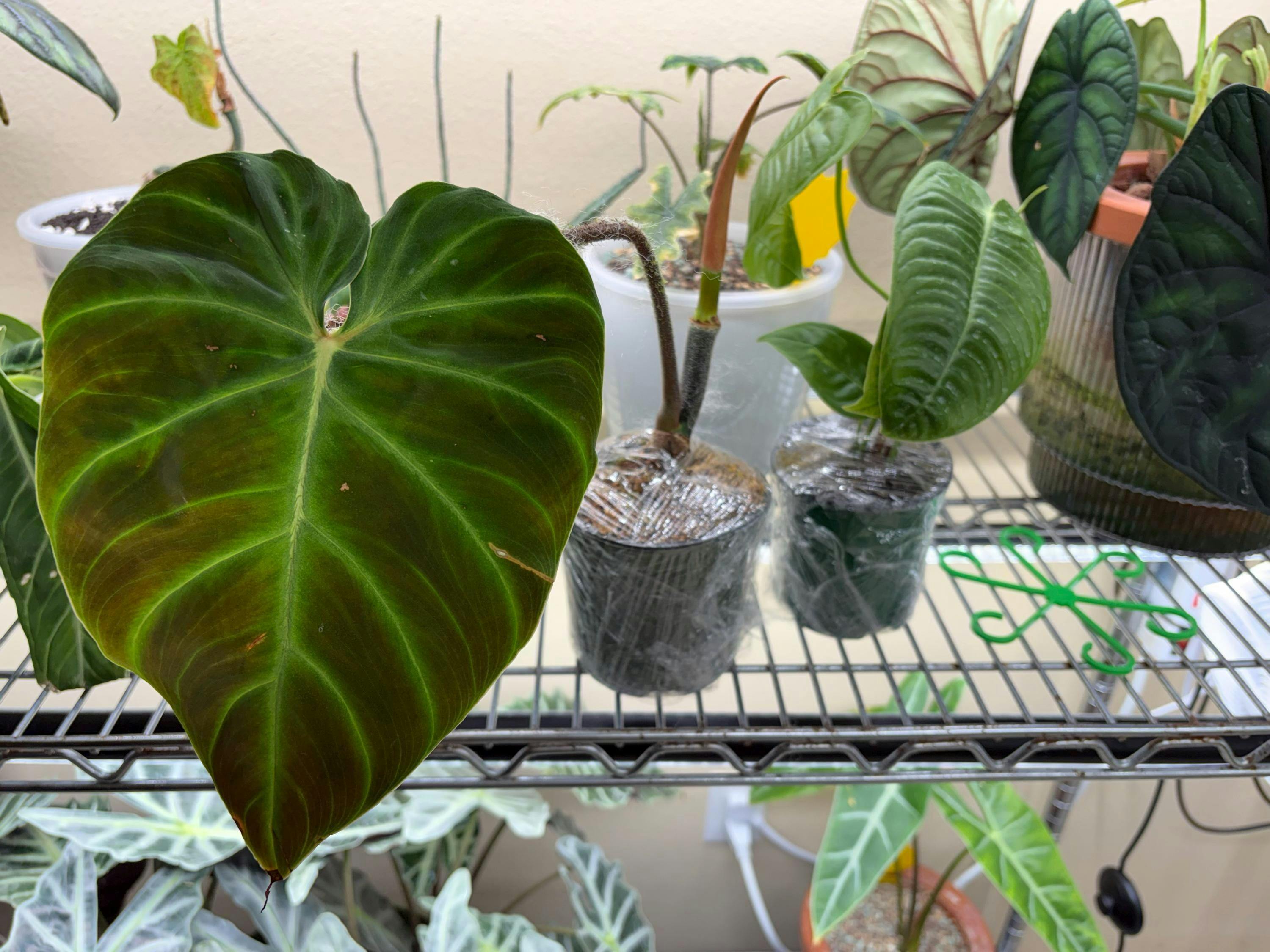 Philodendron Verrucosum 'Amazon Sunset Iricolor' – Plantamani Plants