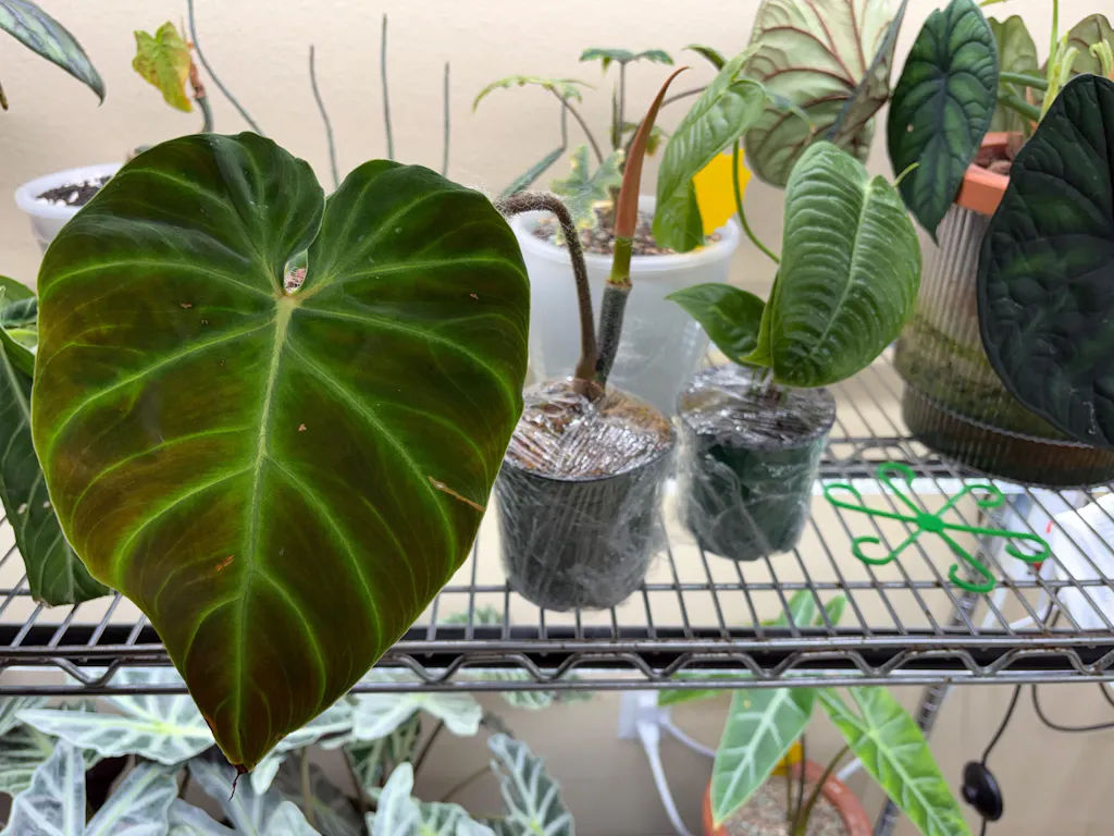 Philodendron Verrucosum 'Amazon Sunset Iricolor'  Plantamani Plants