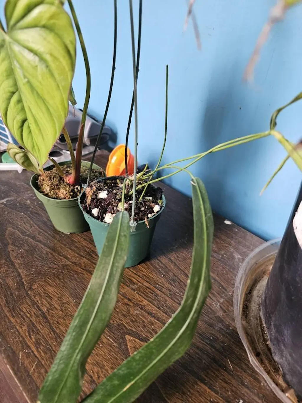 Philodendron sp Colombia  Plantamani Plants