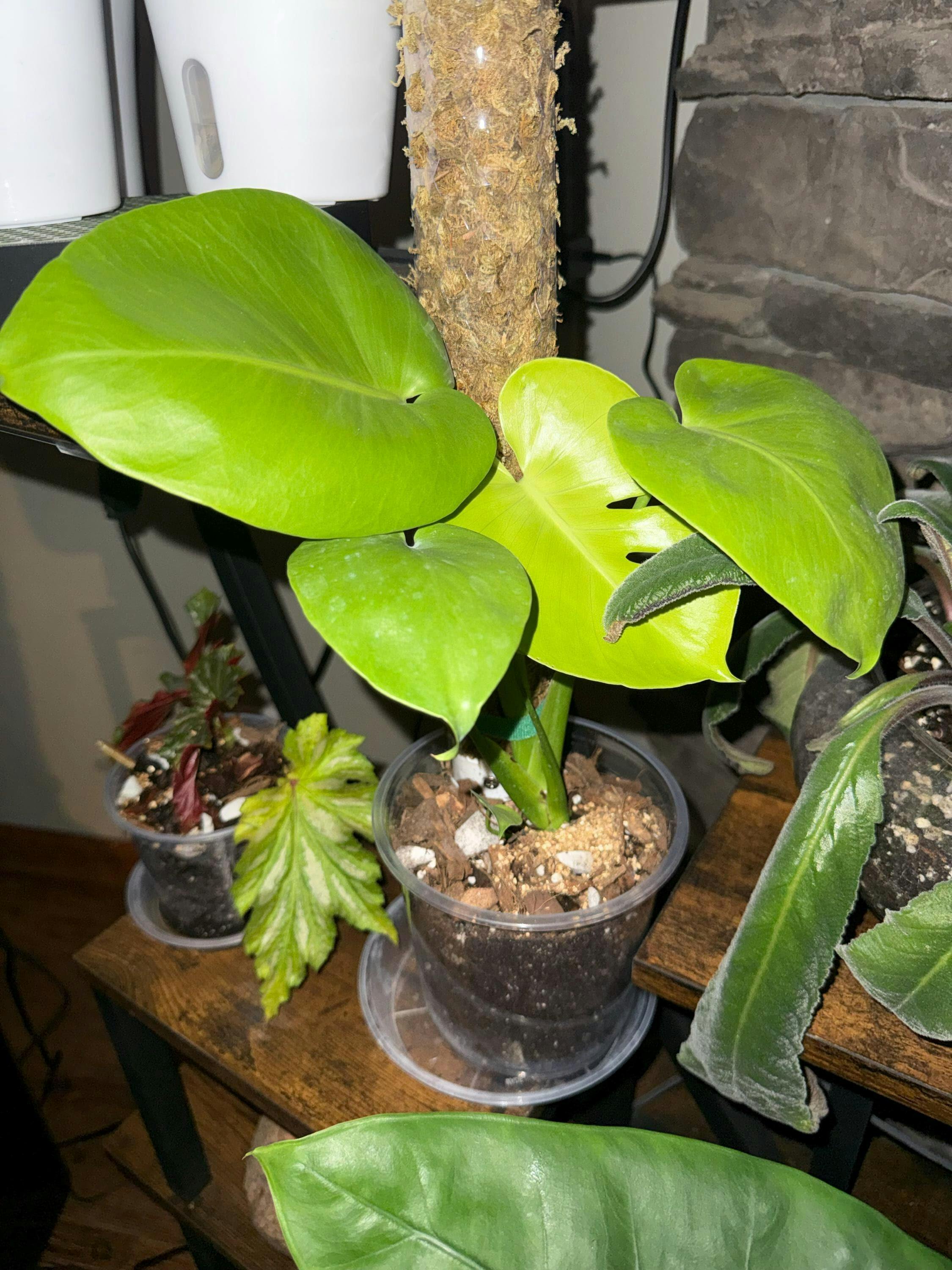 Monstera Lemon Lime – Plantamani Plants