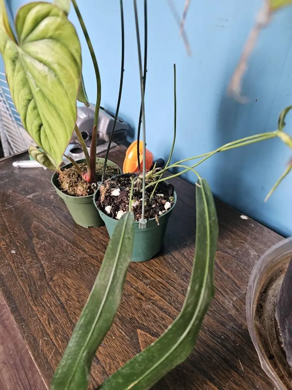 Anthurium Friedrichsthalii  Plantamani Plants