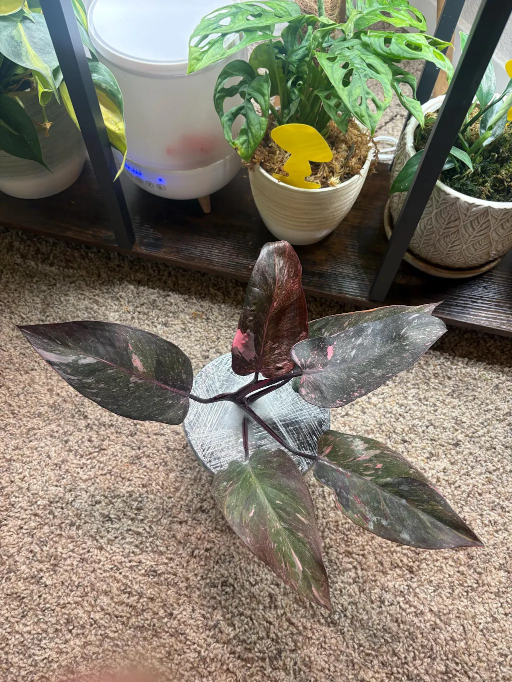 philodendron white princess pink leaf Philodendron White Princess Pink 'Tricolor' Variegata main image 0