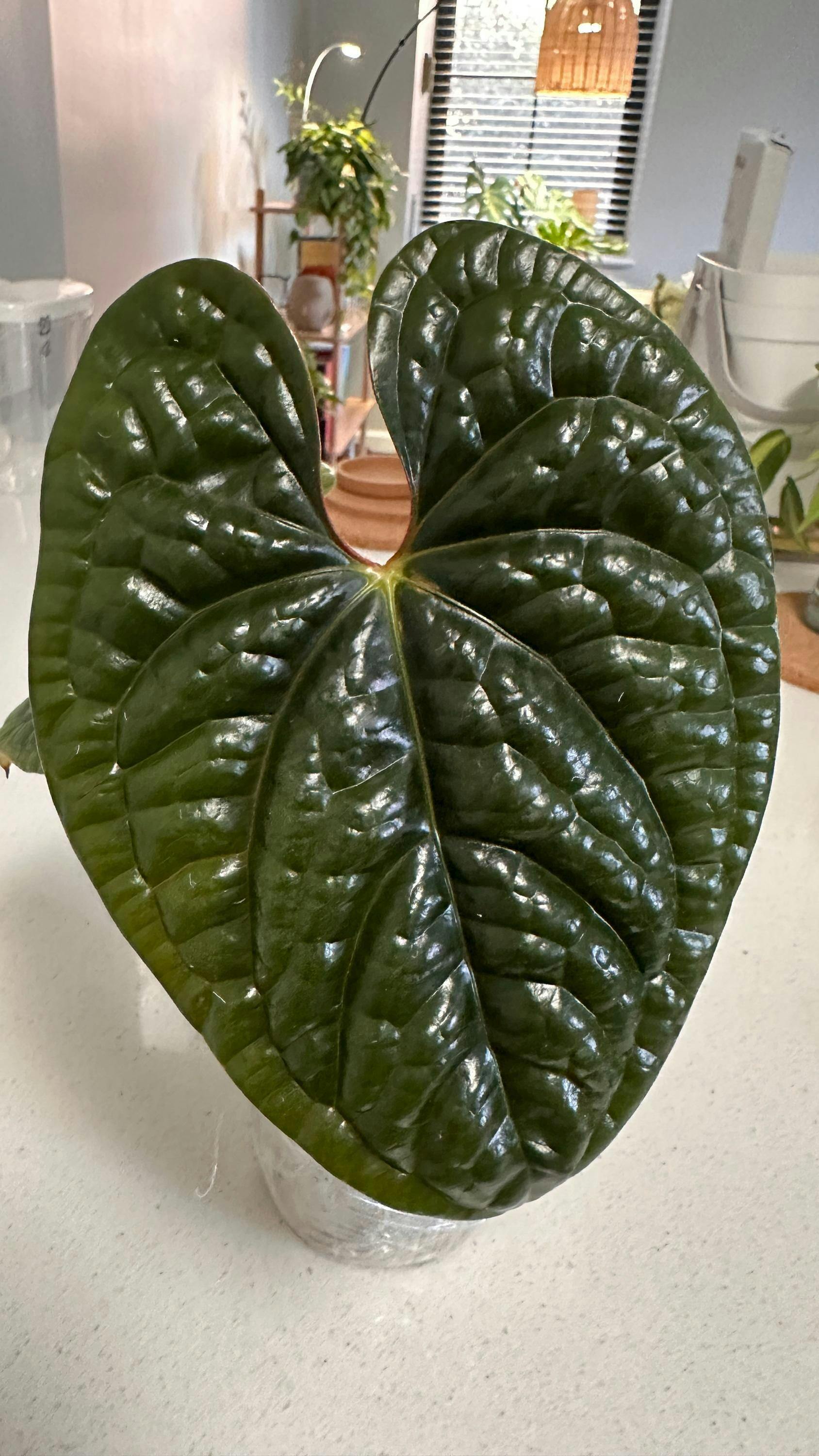 Anthurium Luxurians | 4 inch & 6 inch pots – Plantamani Plants