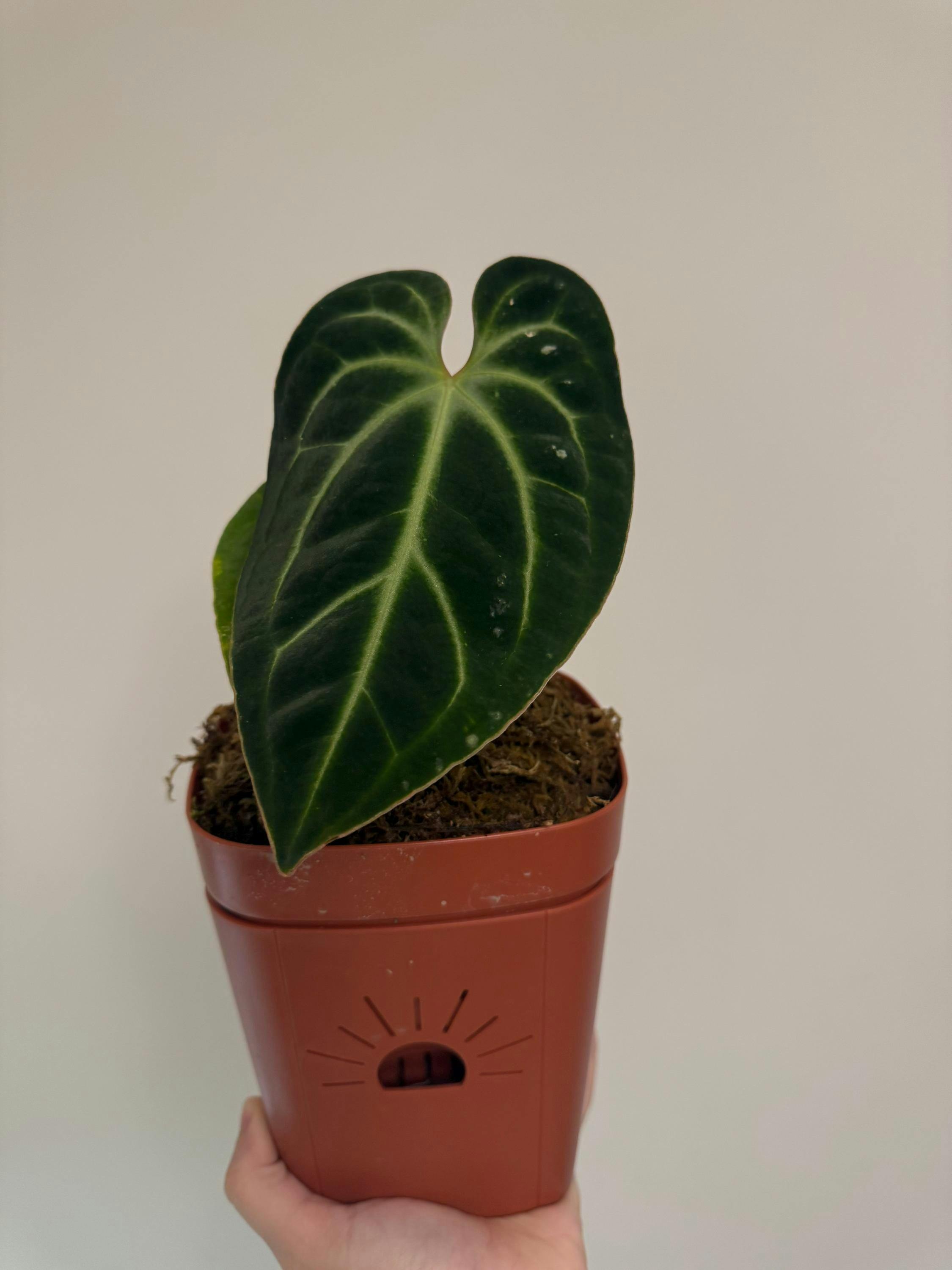 Anthurium besseae | 4 inch pots – Plantamani Plants