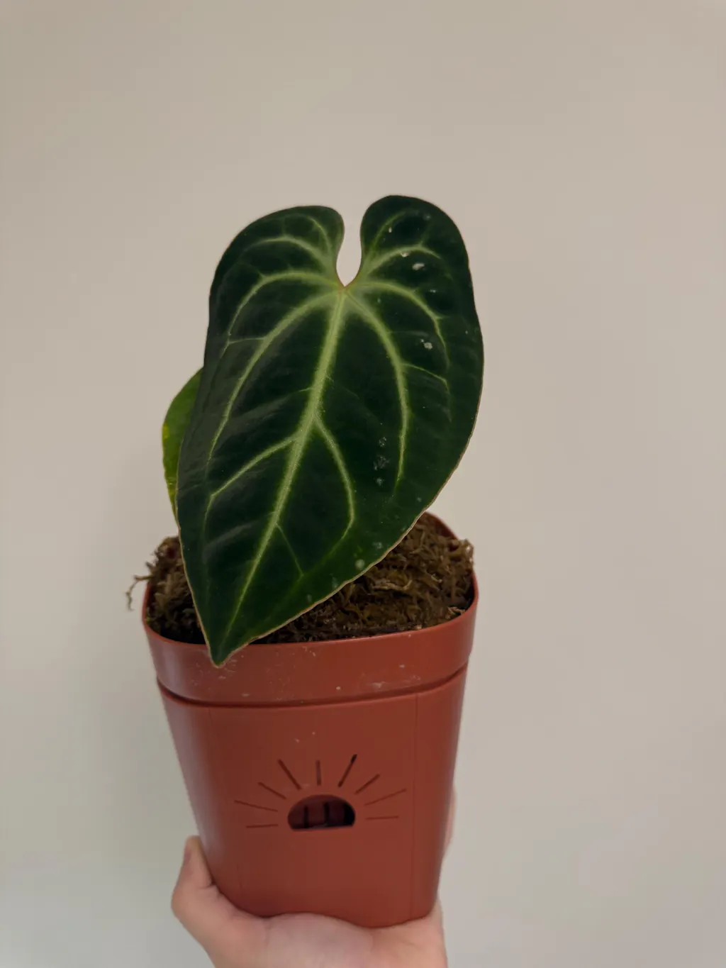 Anthurium besseae | 4 inch pots  Plantamani Plants