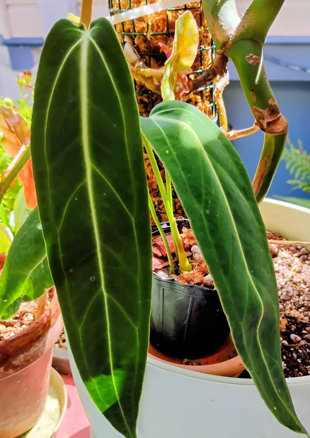 Anthurium Warocqueanum 'Queen'  Plantamani Plants