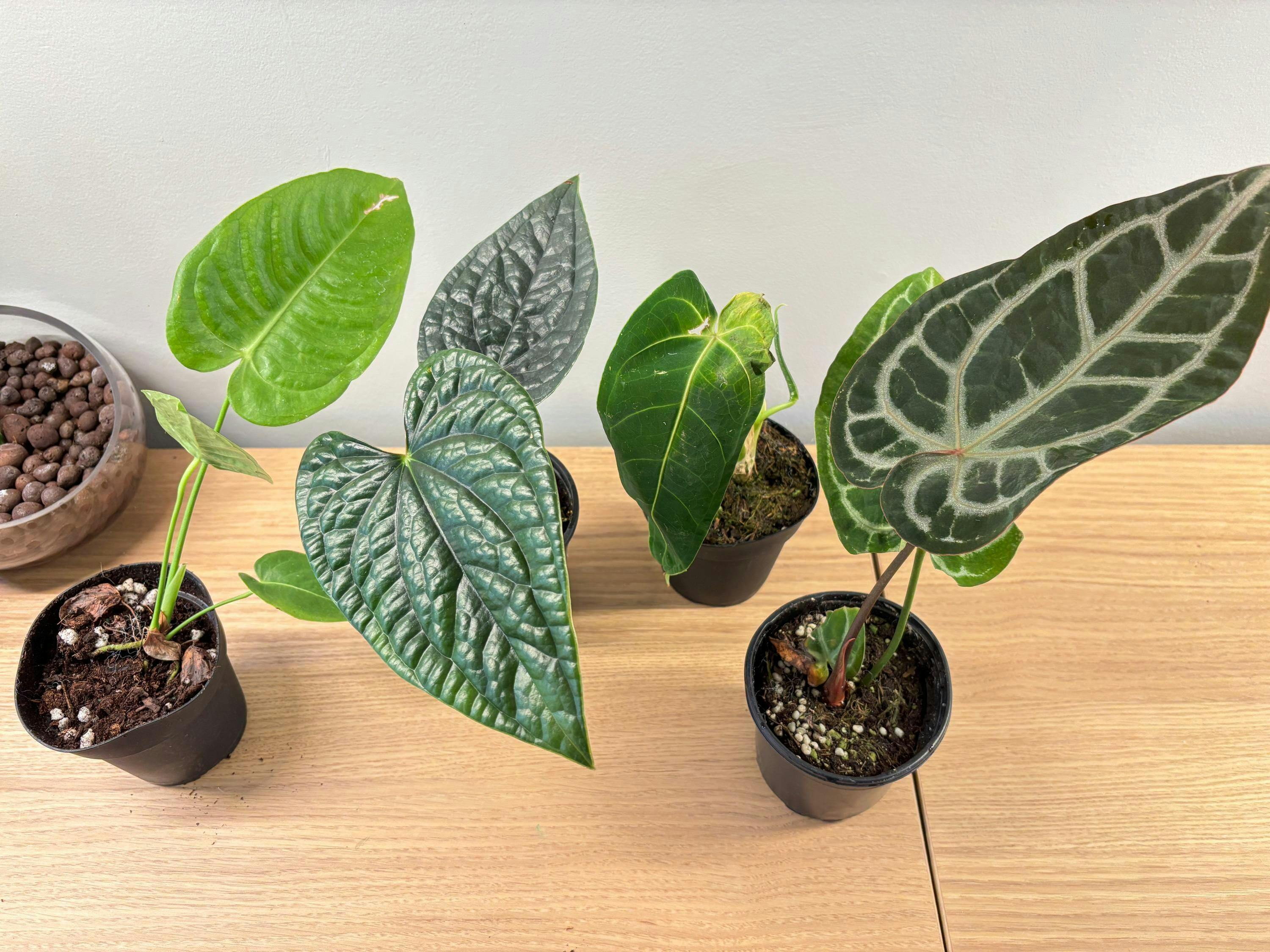 Anthurium Luxurians | 4 inch & 6 inch pots – Plantamani Plants