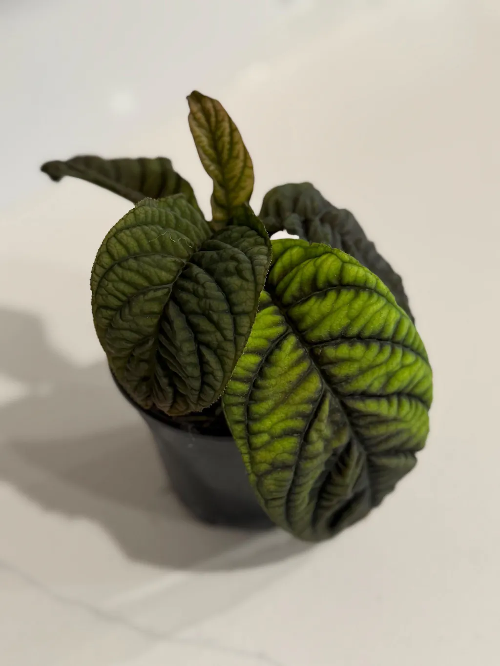 Ardisia Crenata 'Cool Fire' - 4 inch pots  Plantamani Plants