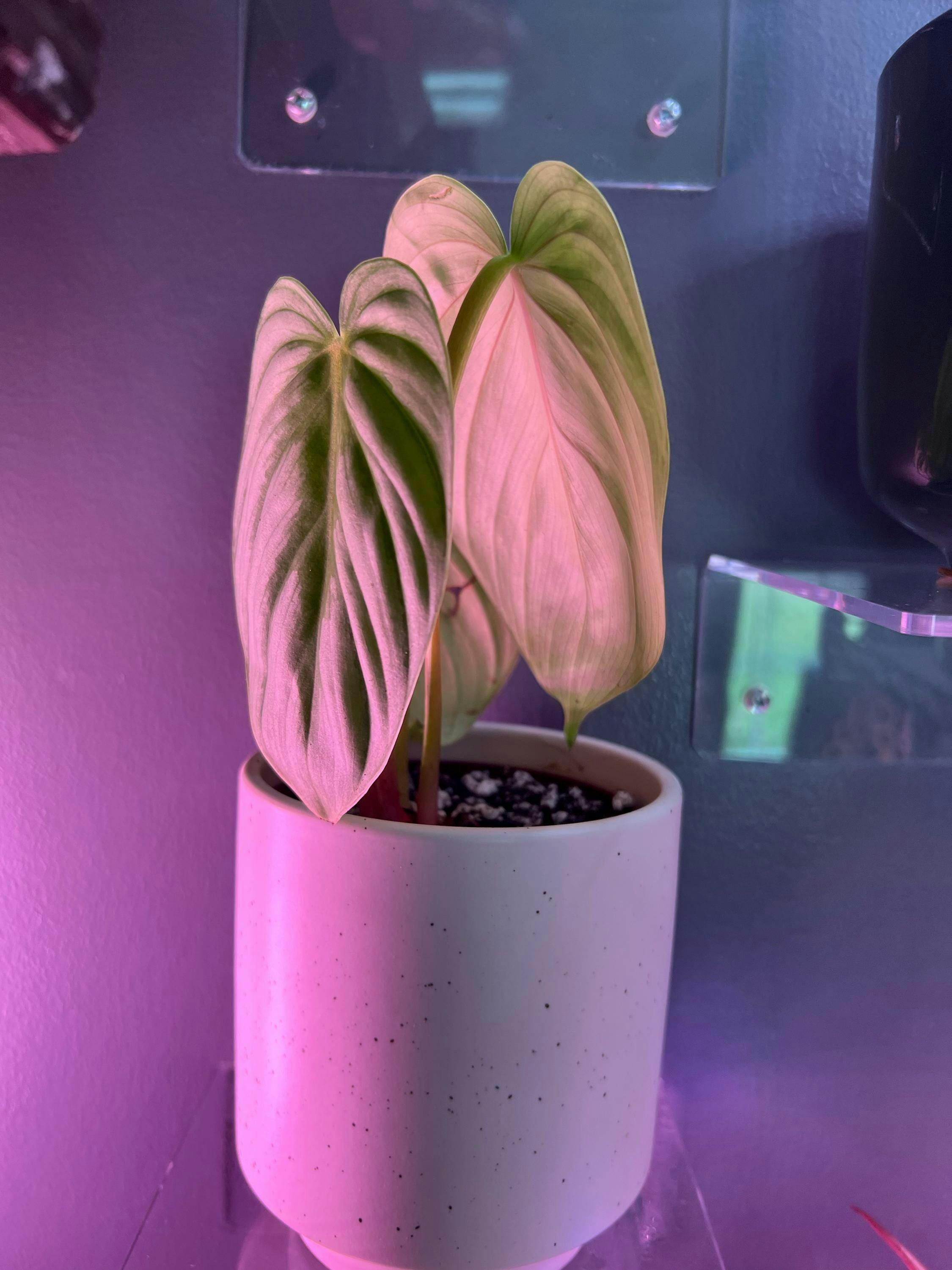 Philodendron Plowmanii var. Citrus – PLANTAMANI Plants