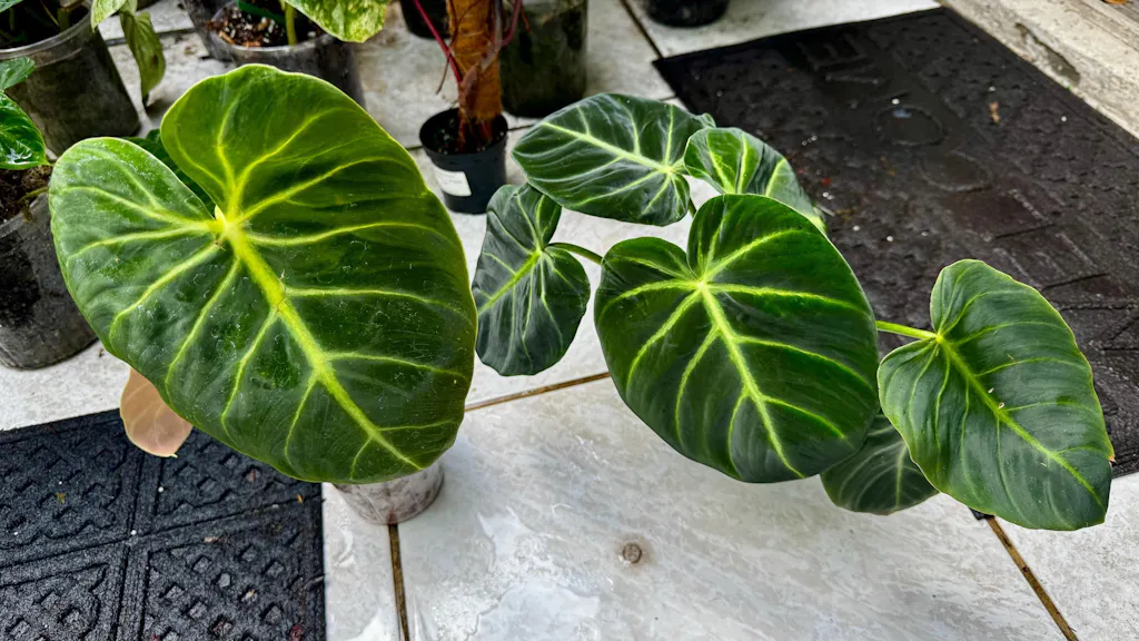 Philodendron Luxurians  Plantamani Plants
