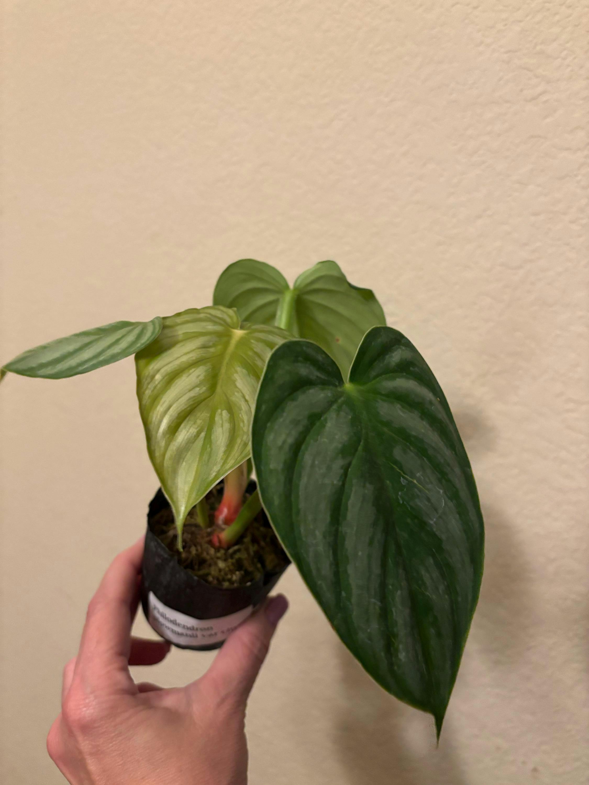 Philodendron Plowmanii var. Citrus – PLANTAMANI Plants